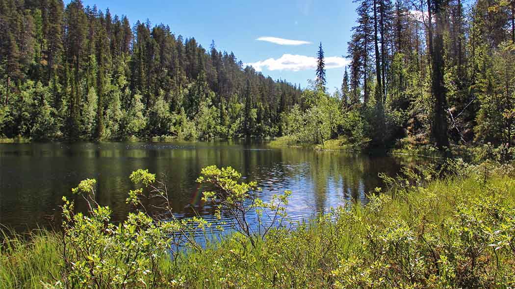 A summery lake scenery. The lake is surrounded by a lush forest.