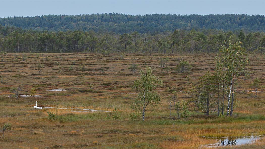 Öppen flarkmyr med små vattendammar och några lövträd i förgrunden. I bakgrunden barrskog.