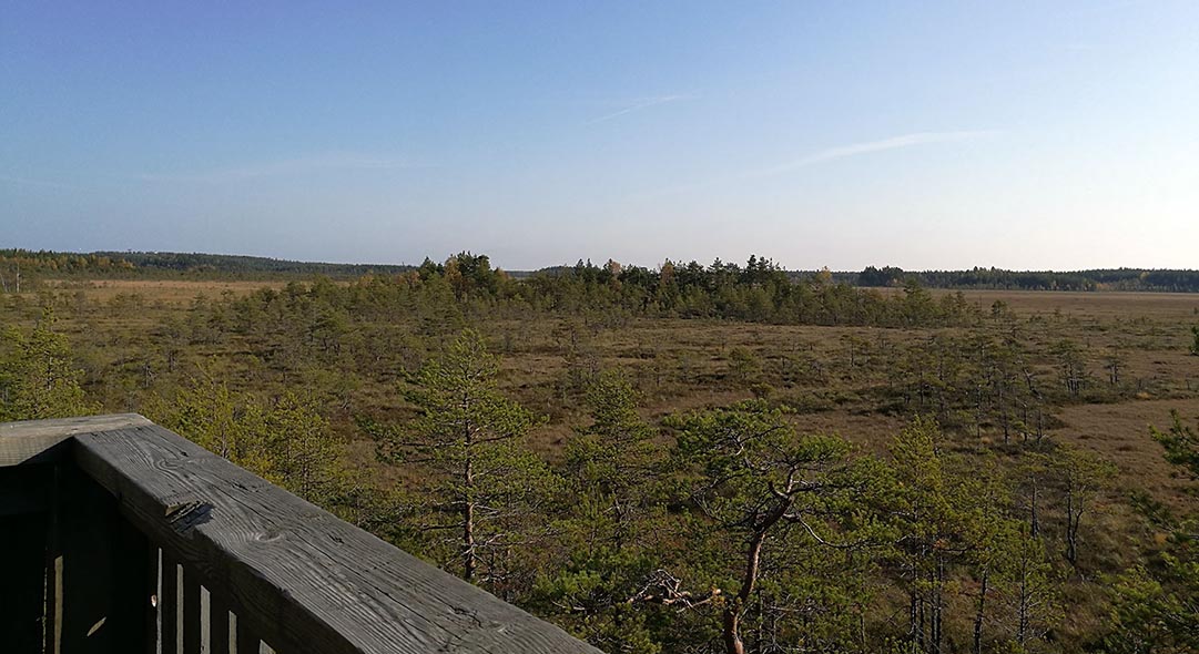 Both lonely pines and groups of pine trees grow at the open mire. In front, the edge of a wooden bird tower.