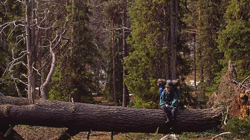 En vandrare sitter på stammen av ett stort fallna träd.