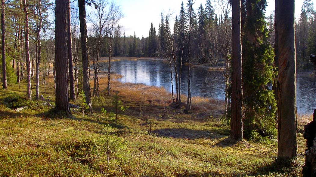 The surface of the river water has frozen into thin ice. The landscape is in autumnal colours.